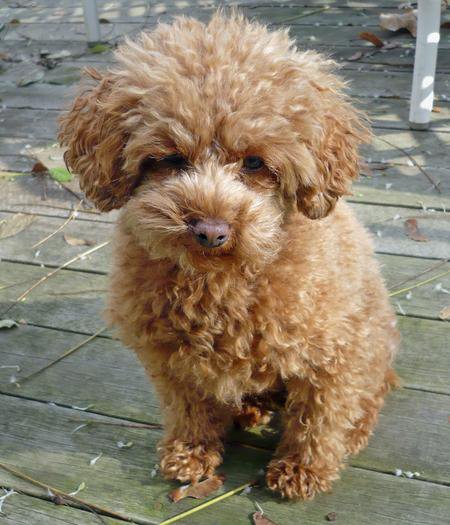 Best toy poodle for sale in Coimbatore- Breed n Breeder